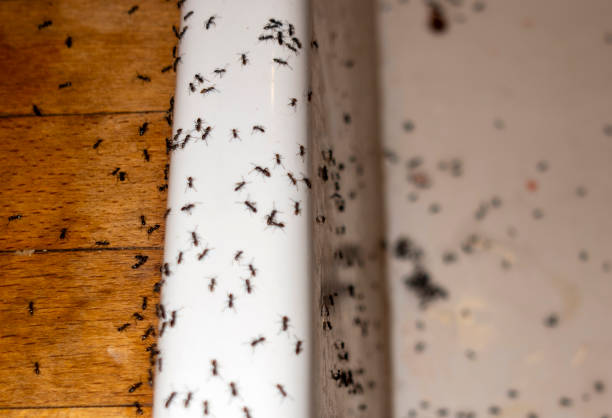 Best Spider Control Near Me  in Citrus Park, FL