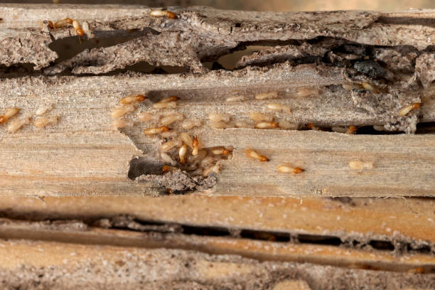 Best Pest Prevention Services  in Citrus Park, FL
