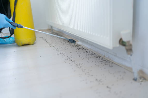Best Termite Control Services  in Citrus Park, FL